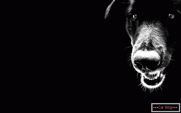 Czarny pies na drodze - zły omen